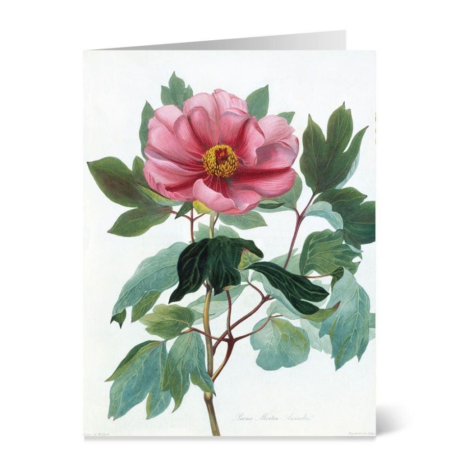 The Metropolitan Museum of Art Botanical Illustrations Notecards | Notecards & Correspondence